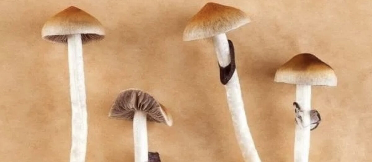 Funghi allucinogeni: la sostanza meno rischiosa?