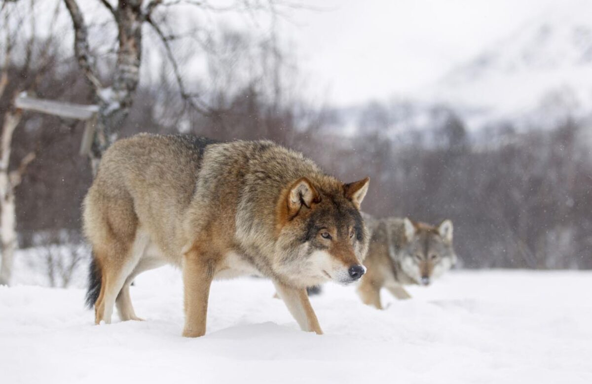 Il più grande abbattimento di lupi degli ultimi tempi ha avuto inizio